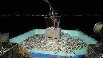Maramara Denizi Balık Avı
